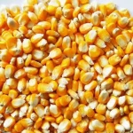 Yellow Maize-Corn for animal feed and Human consumption.