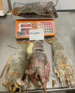 Lobster and various sea food products