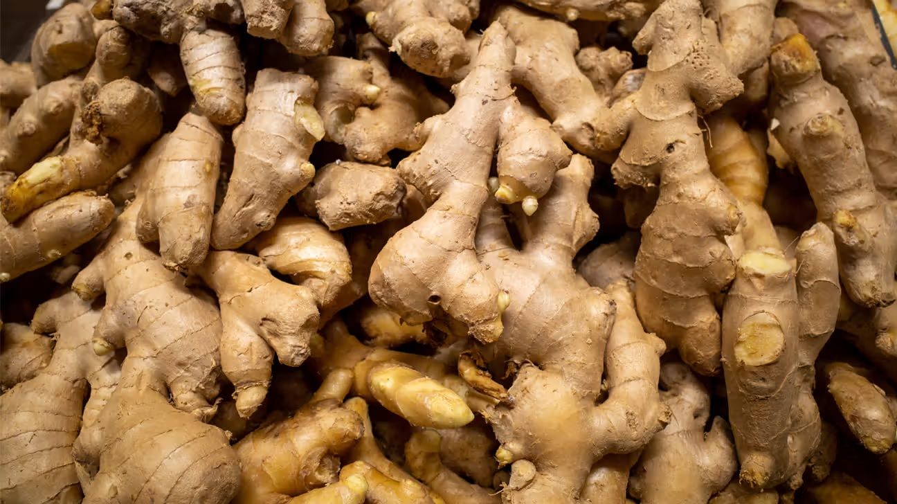 Buy Java Ginger (jahe Emprit / Zingiber Officinale Var.amarum) from PT ...