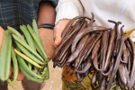 Vanille de Madagascar