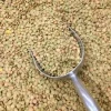 Green lentils