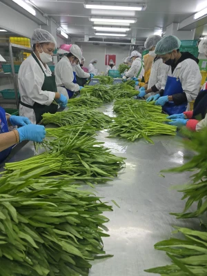 fresh vegetables