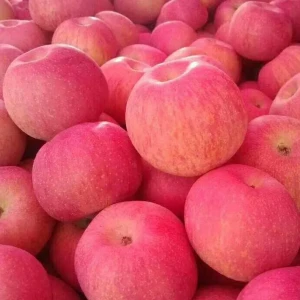 Fresh Apples Ready For Export