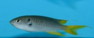 Coral Demoiselle