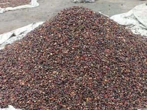 Palm Kernel Nuts