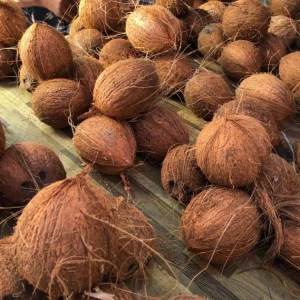 Cheap Price Fresh Mature Semi Husked Coconut From Cameroon