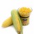 Import Yellow Corn/ yellow corn for human consumption non gmo yellow corn/ yellow corn for animal feed from South Africa