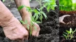 plant growth  fertilizerr