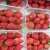 Import Strawberry from Egypt