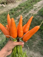 fresh young carrot