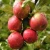Import Fresh Apples Ready For Export from South Africa