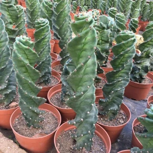 10-15cm spiral  cactus bonsai for nursery cactus plant for home decoration  cactus