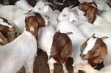 100% Full Blood Boer Goats Live Sheep Cattle Lambs and Cows