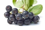 100% Nature Plant Extract  Aronia Extract Powder/Aronia Chokeberry Extract Anti-cancer