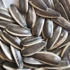 100% Raw sunflower seeds 361 for sale   New crop common sunflower seeds  Export sunflower seeds