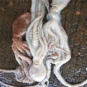 2018 New Season Fishing Chinese Long Leg Frozen Octopus