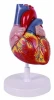 3 times plastic medical anatomical human heart model