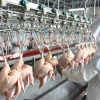 500-1000bph Halal chicken processing line chicken slaughtering equipment machine price