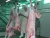 Import 500 Goat slaughtering equipment from China