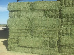 Alfalfa or lucerne hay for feeding farm animals