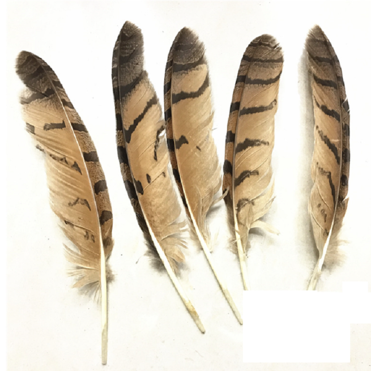Amazing RARE beautiful Natural OWL feathers 20-24cm in length DIY Craft Millinery Smudge Fan Vase