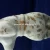 Import antique ceramic animal from China