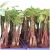 bare root 5-braid pachira money tree natural live plants indoor ornamental bonsai