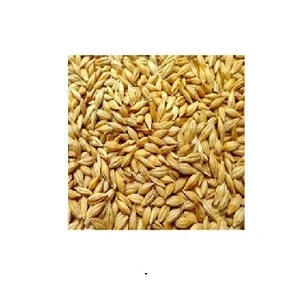 Barley for Malt, Barley Feed, Malted Barley Animal feed barley from South Africa