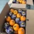 Import Best price for fresh Valencia orange from Egypt