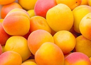 Best price Fresh Apricots , Wholesale Fresh Apricots , Bulk Fresh Apricots
