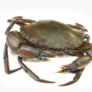 Best Price  Mud Crab Available
