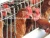 Import best sale long life span galvanized chicken layer cage for Bangladesh poultry chicken farming increasing eggs production from China