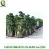 big size bonsai Ficus microcarpa