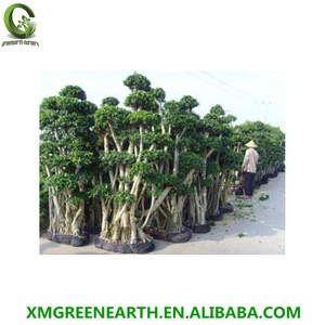 big size bonsai Ficus microcarpa