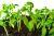 Import Biological organic fertilizer from soybean offal Organic fertilizer with npk from China
