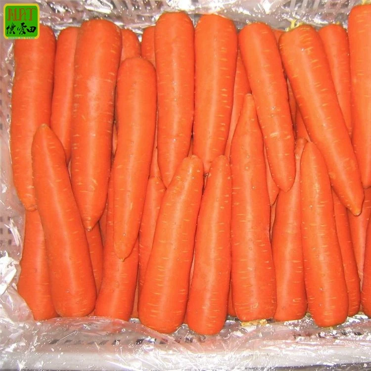 Carrot fresh carrots Chinese new crop export quality hot sale in bulk carton fresh carrot