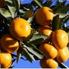CAS No.8008-31-9 food grade high quality 100% natural pure Mandarin Orange Perfume Essential Oil