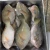 Import Cheap Fresh Sea Frozen Fish Parrot Fish WR Good Sale Indonesia Origin Seafood from China