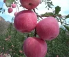 Cheap New Crop Fresh Red Apple with