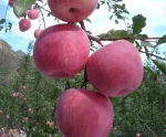 Cheap New Crop Fresh Red Apple with