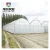 Import China agricultural plastic film tunnel greenhouse from China