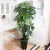 Import China Factory Direct Sale Cheap Artificial Plants Trees Bonsai Potted Plant from China
