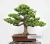 Import China Natural plant Podocarpus macrophyllus Mini bonsai tree from China