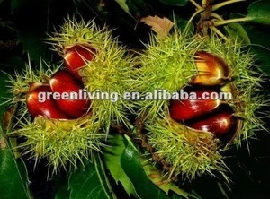 Chinese chestnut on sale