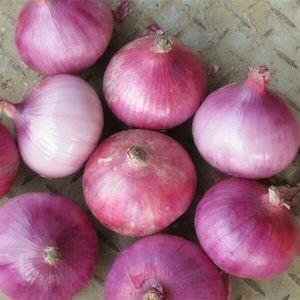 Chinese fresh red onion yellow onions for export
