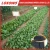Import Containing B Mg Zn Si Ca and other trace elements plant nutrients organic fertilizer from China
