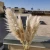 Import Decorative Flowers That Dried Large Fluffy Pampas Grass for Home Decoration from China