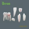 Detachable Human Teeth Models  Anatomical  molar teeth model medical model