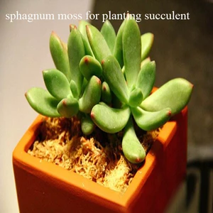 Dry Sphagnum Moss for Succulent Plants Sphagna Similar to Peat Moss Sphagnum Moss Moisturizing Nutrition Fertilizer