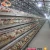 Egg Production project Farming A type layer chicken cage for sale